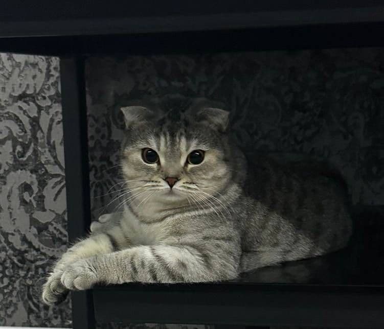 Шиншилла - Скотиш ПРОДОНА — 4