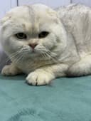 Чисткровние кот серебро