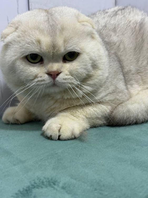 Чисткровние кот серебро — 1