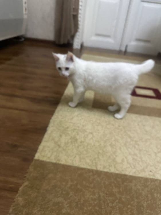 Mushuk sotiladi rangi oq zotini bilmayman — 2