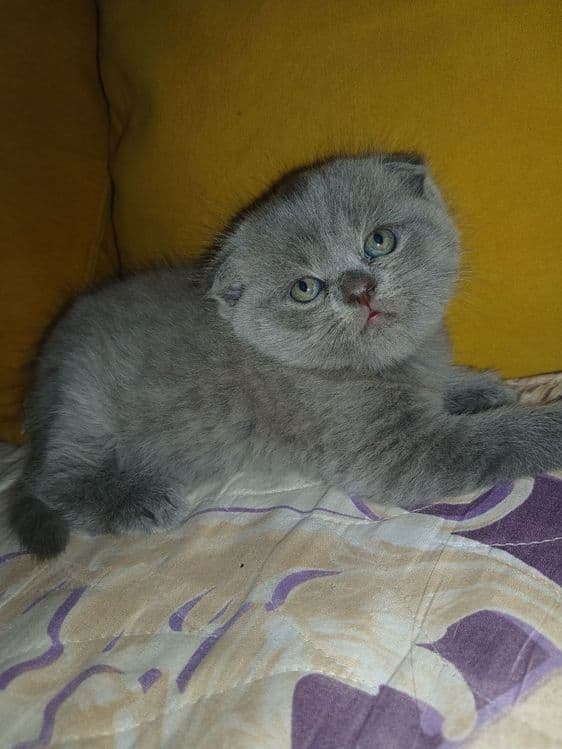 Продам скоттиш фолд мальчика и девочку — 3