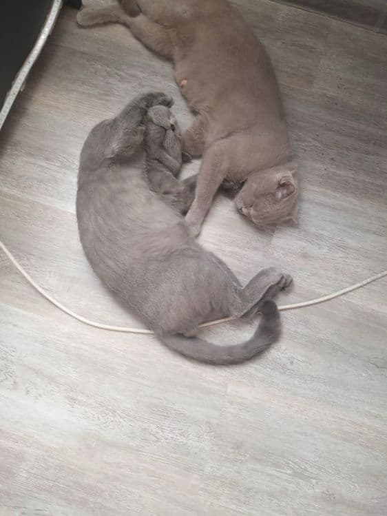 Британские и скотиш фолд котята — 3