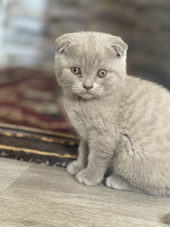 Британские и скотиш фолд котята — 4