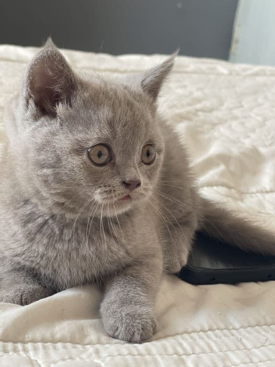 Британские и скотиш фолд котята — 5