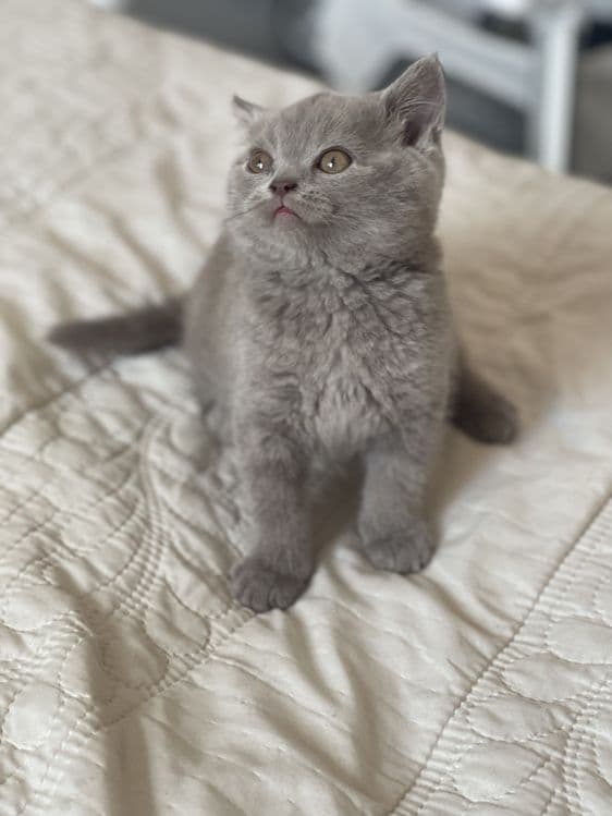 Британские и скотиш фолд котята — 6