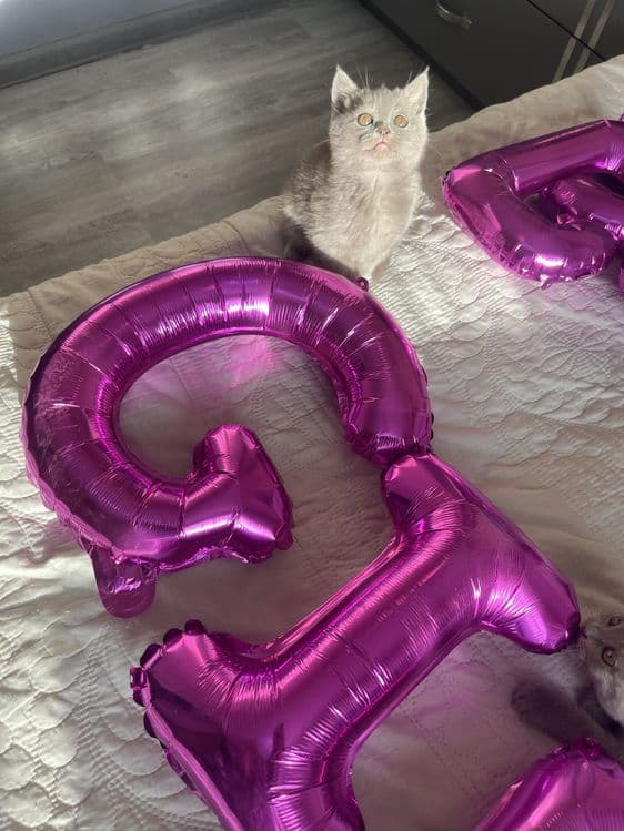 Британские и скотиш фолд котята — 8