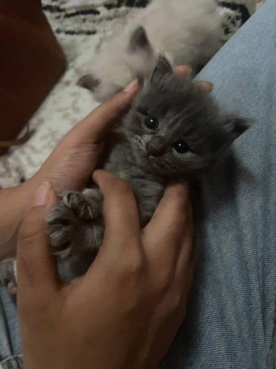 Срочно продаётся котёнок 500 тыс. сум — 4
