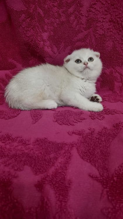 Продаётся чистокровная шотландская девочка скоттиш фолд — 3