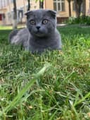 Сотилмайди!! Кот Скоттиш фолд оригинал!!! Вязка кота с кошкой,