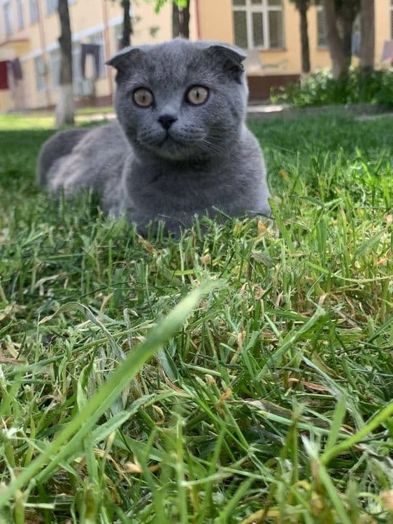 Сотилмайди!! Кот Скоттиш фолд оригинал!!! Вязка кота с кошкой, — 1
