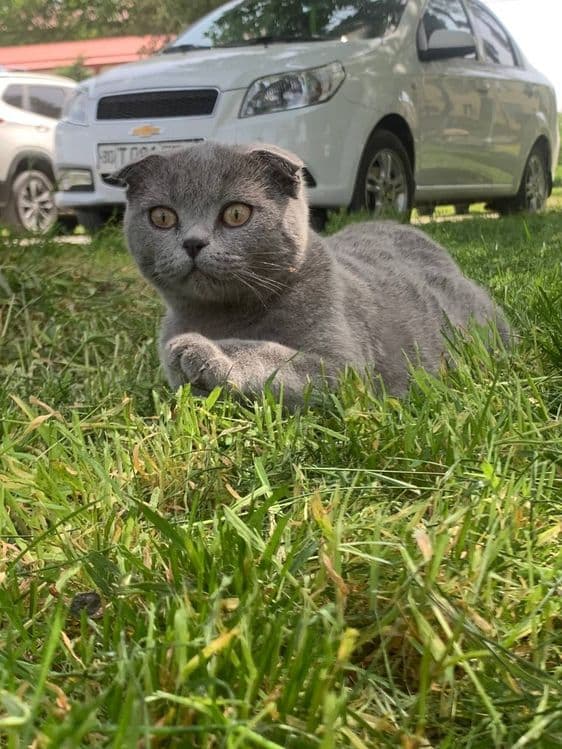 Сотилмайди!! Кот Скоттиш фолд оригинал!!! Вязка кота с кошкой, — 2