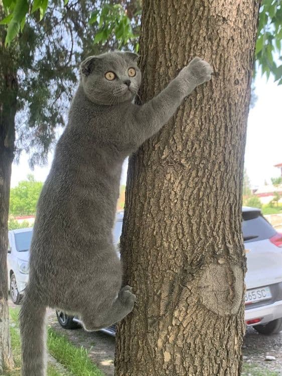 Сотилмайди!! Кот Скоттиш фолд оригинал!!! Вязка кота с кошкой, — 3