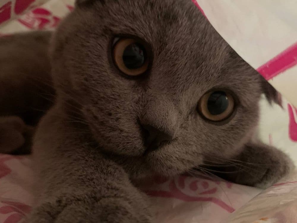 Сотилмайди!! Кот Скоттиш фолд оригинал!!! Вязка кота с кошкой, — 4