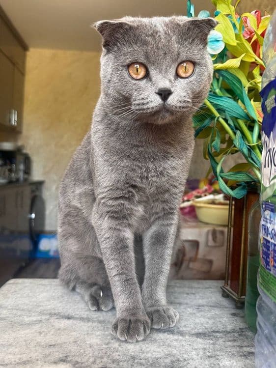 Сотилмайди!! Кот Скоттиш фолд оригинал!!! Вязка кота с кошкой, — 5