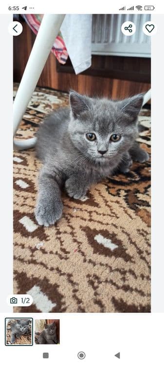 Продам скоттиш страйтов — 3