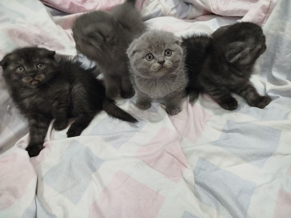 Продам скоттиш страйтов — 5