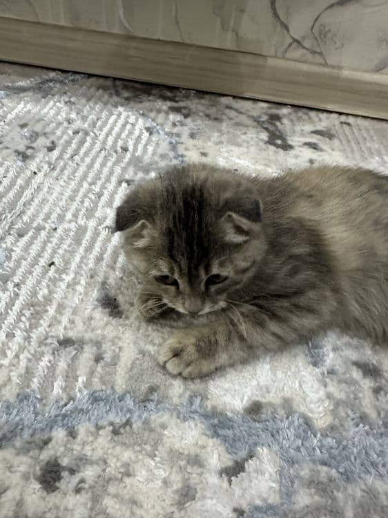Кошка скоттиш фолд — 1