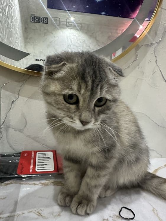 Кошка скоттиш фолд — 2