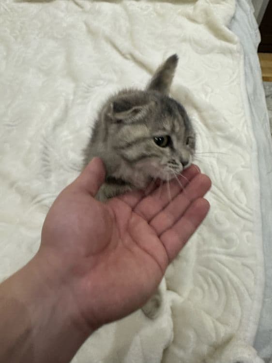 Кошка скоттиш фолд — 3