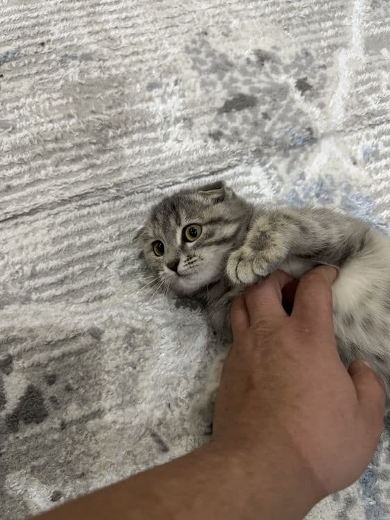 Кошка скоттиш фолд — 4