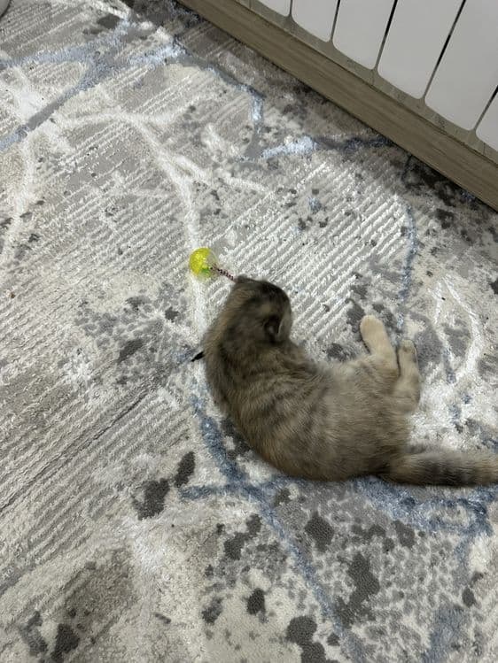 Кошка скоттиш фолд — 5