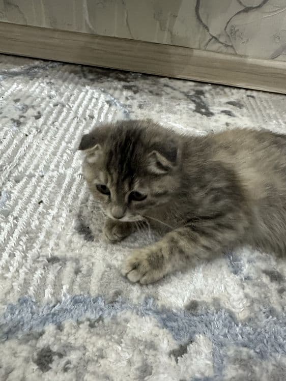 Кошка скоттиш фолд — 6
