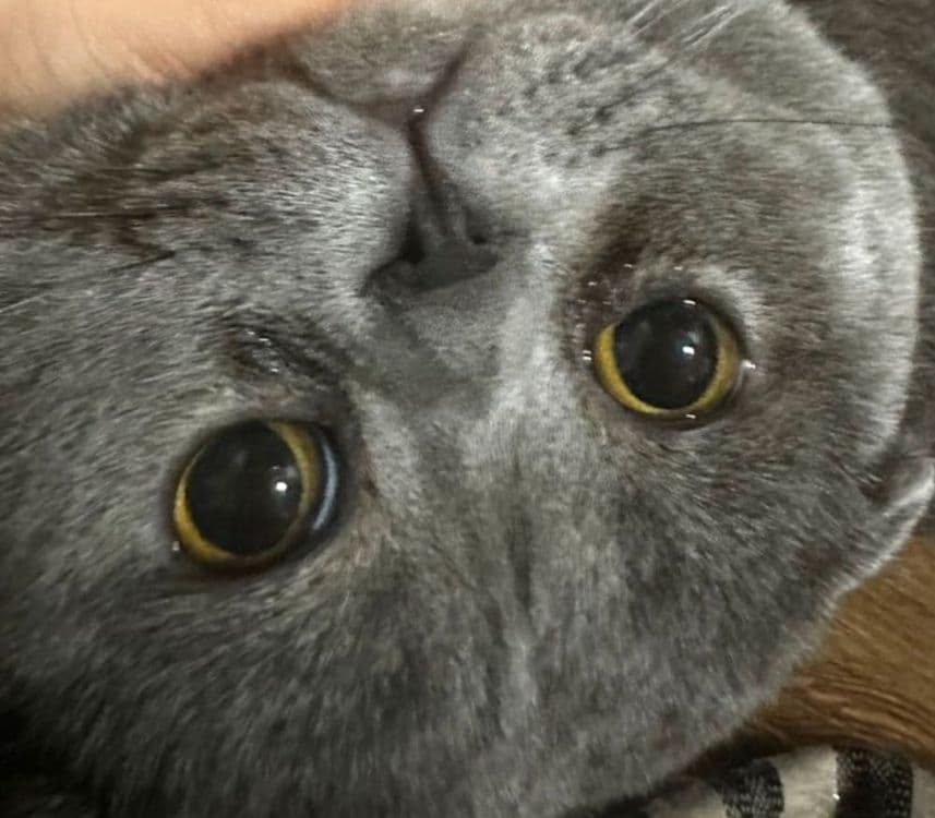 Продается Чистокровный Скотиш Фолд — 3
