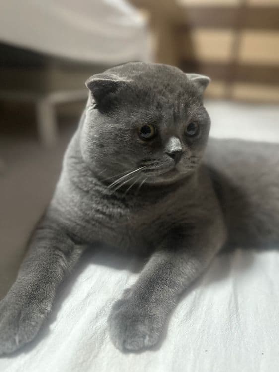 Продается Чистокровный Скотиш Фолд — 7