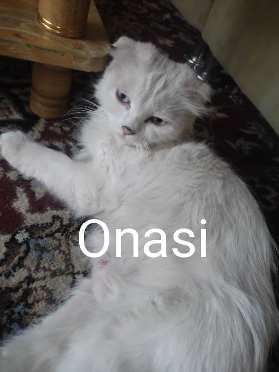 Zotdor, qiz bola 1 oylik narxi kelishiladi — 2