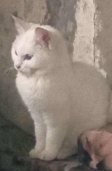 Продаются котята скотиш-фолд девочки . Белые. — 2