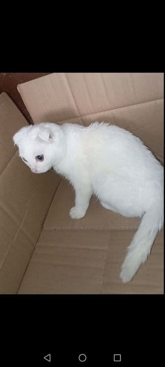 Продаются котята скотиш-фолд девочки . Белые. — 4