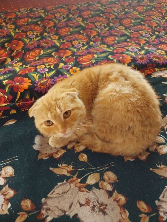 Shotland Scottish Fold mushugi — 1