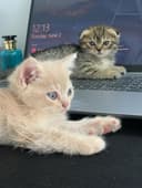 срочно  Scottish fold va strait