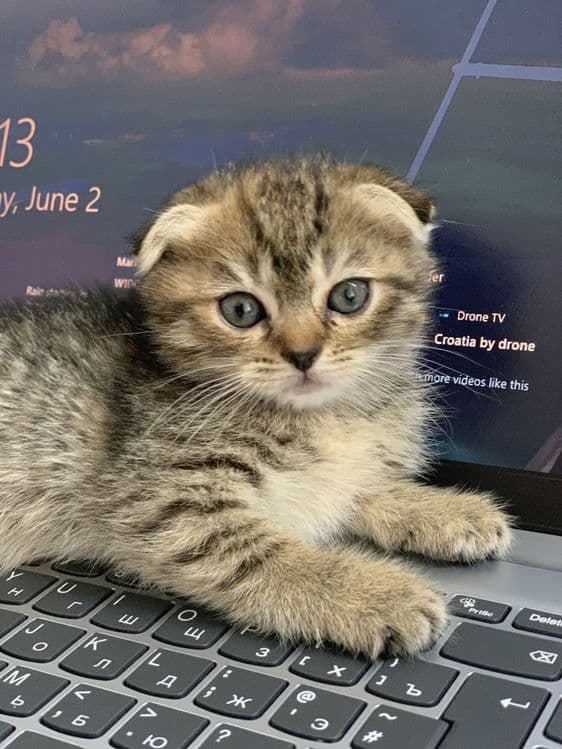 срочно  Scottish fold va strait — 2