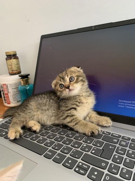 срочно  Scottish fold va strait — 4