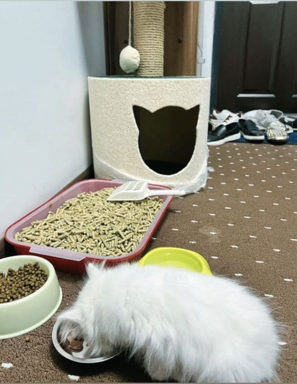 Продаётся кошка домашняя — 2