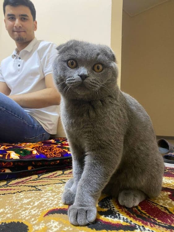 Шатланский вислоухая кошка — 2