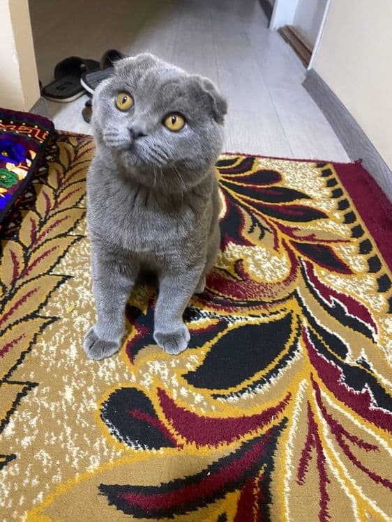 Шатланский вислоухая кошка — 3