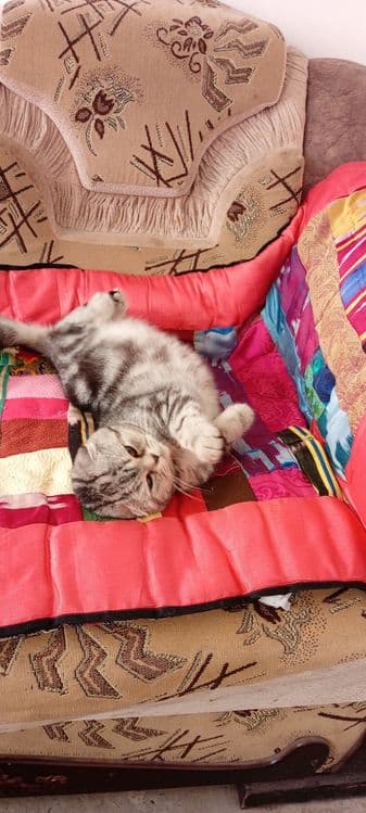 Кот Лео мальчик возраст почти годик — 2