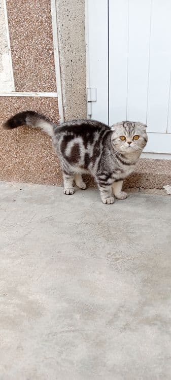 Кот Лео мальчик возраст почти годик — 3