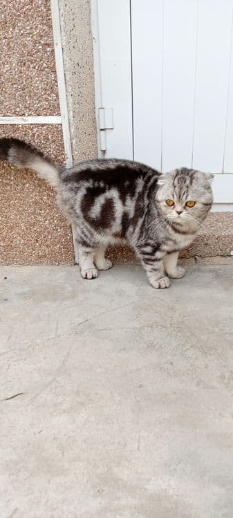 Кот Лео мальчик возраст почти годик — 4