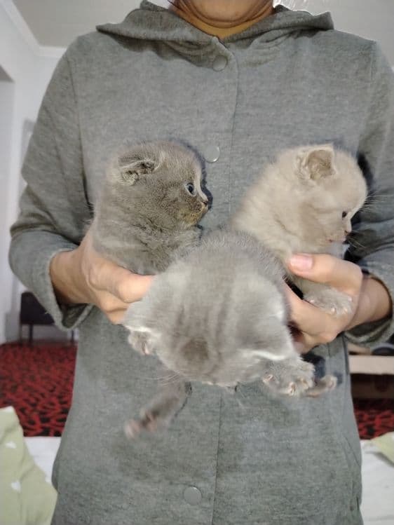 Продаются породистые британские котят — 1