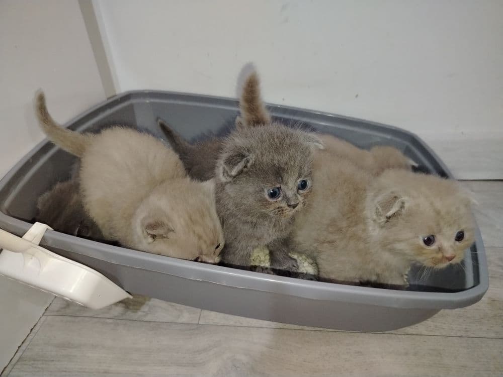 Продаются породистые британские котят — 2