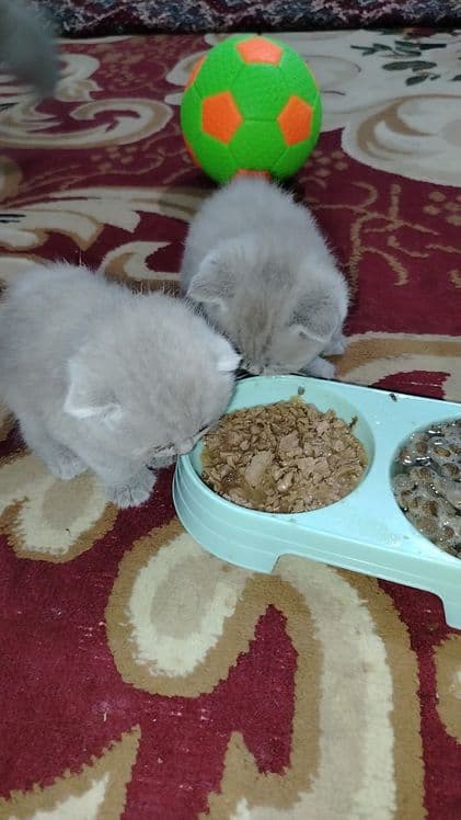 Продаются породистые британские котят — 3