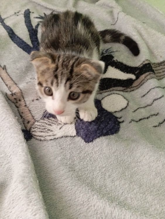 Вислоухий котëнок — 1