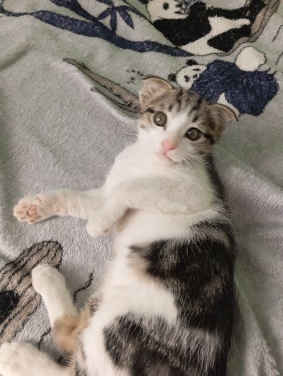 Вислоухий котëнок — 2