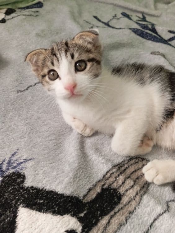 Вислоухий котëнок — 3