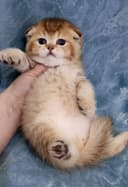 Продаётся чистокровный шотландский котёнок скоттиш-фолд