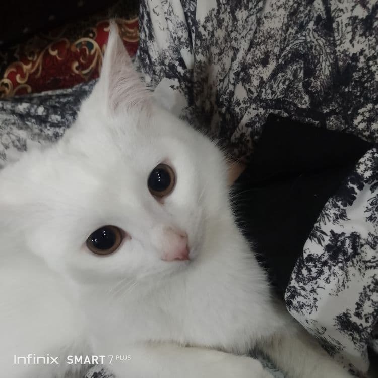 Turk angorasi sotiladi — 2