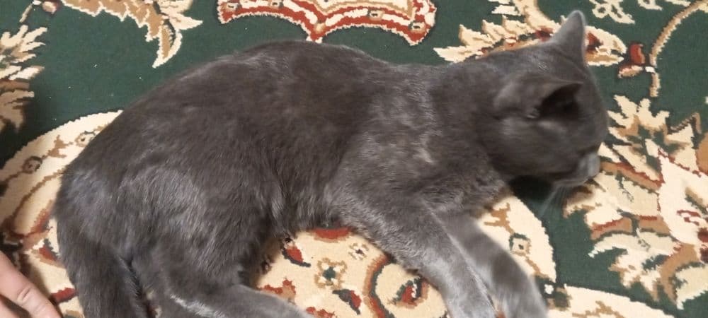 Mushuk asli kelib chiqish zoti Chartreux Fransuz mushigi — 1
